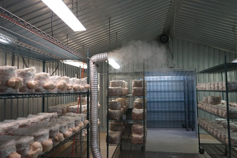 Leaving Big Pharma for mushroom farming, Wiseman family finds purpose in Worcester  