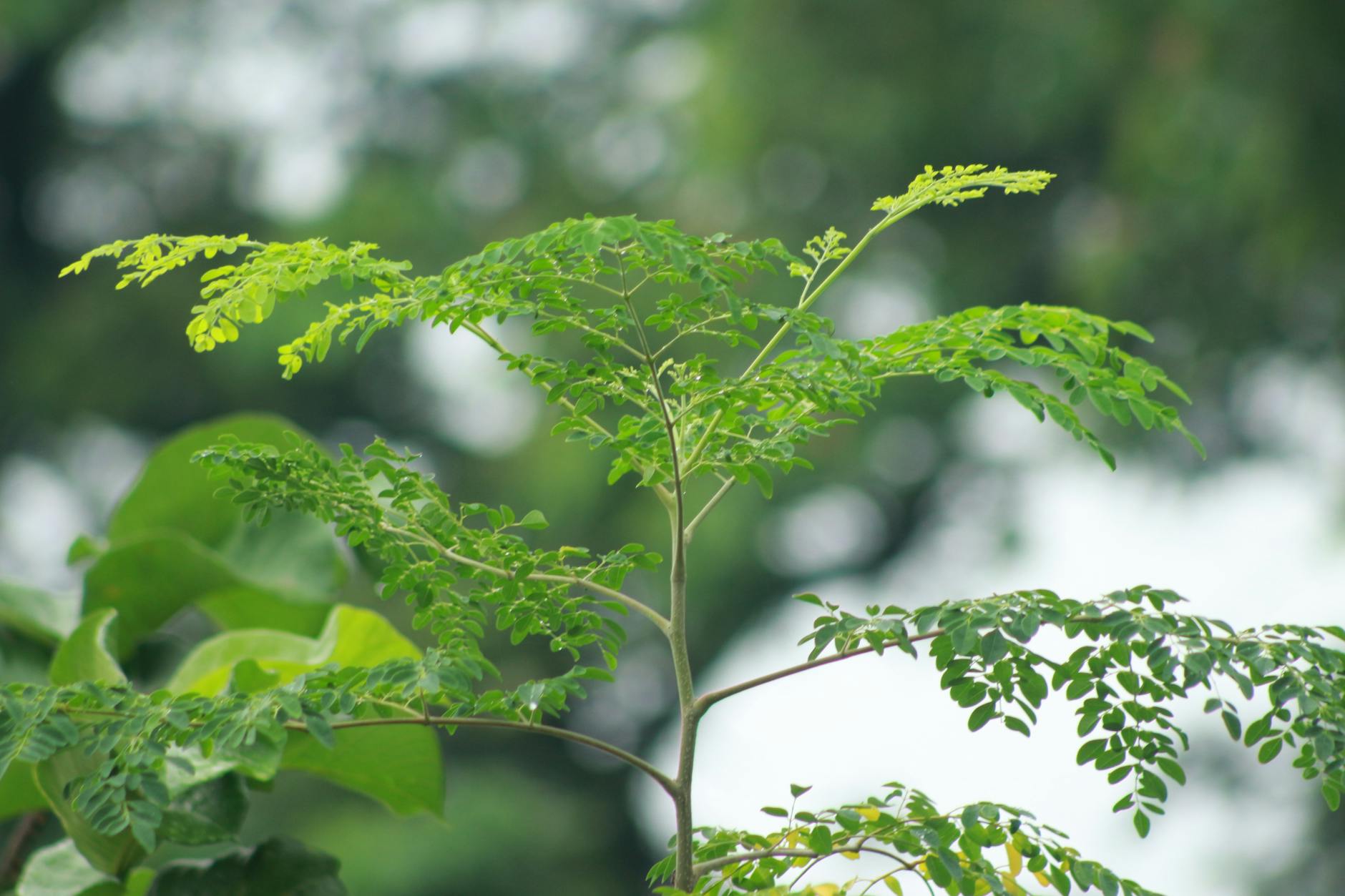 vibrant green moringa plant close up in nature